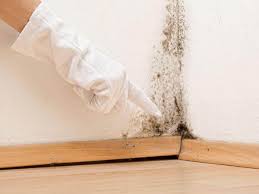 Mold Documentation for Insurance Claims in Moweaqua, IL